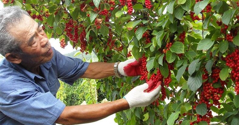 Čínská citronová tráva ke zvýšení účinnosti